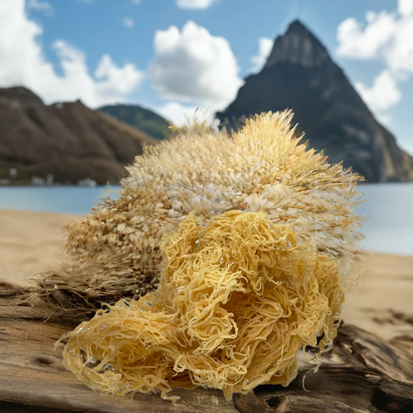 π Premium St. Lucian Gold Seamoss-4