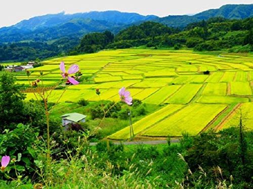 Toyama Koshihikari Japanese Rice 5kg