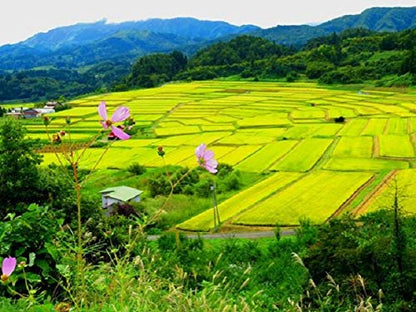 Toyama Koshihikari Japanese Rice 5kg