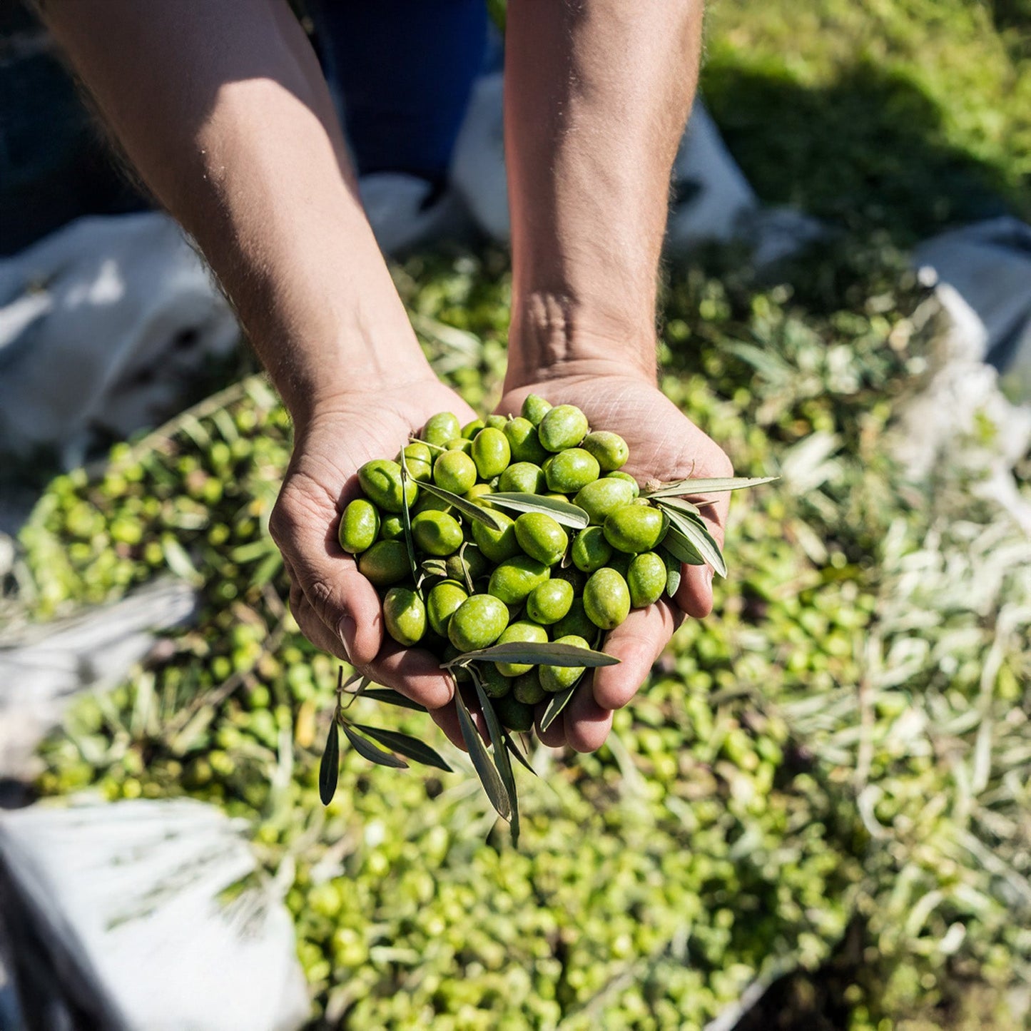 Oli del Raig 2025 – Early Harvest Unfiltered Olive Oil 500ml / 16 fl oz – Argudell Variety – Llàgrimes del Canigó-3