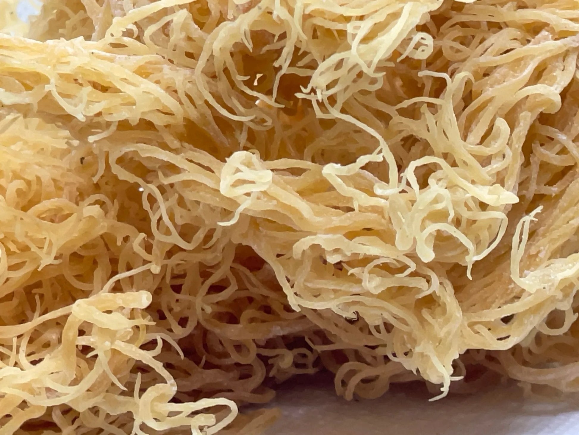 🌊 Premium St. Lucian Gold Seamoss-2