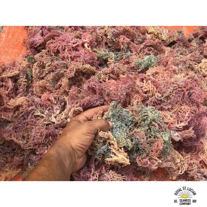 Full Spectrum Seamoss: Nature's Nutrient-Packed Treasure-1