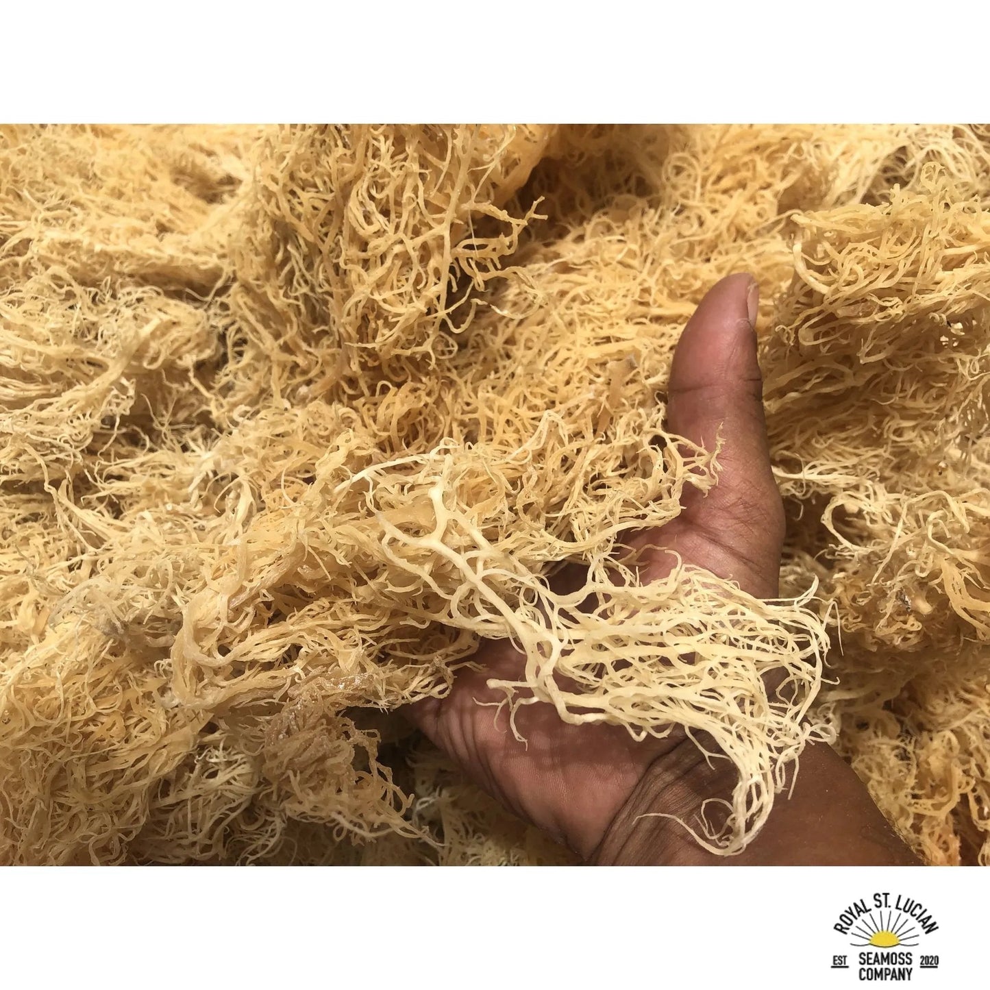 🌊 Premium St. Lucian Gold Seamoss-3